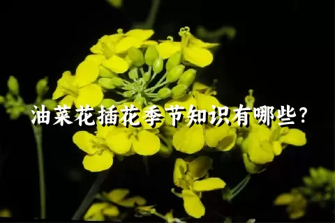油菜花插花季节知识有哪些？