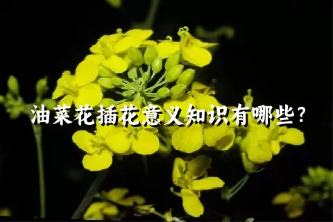 油菜花插花意义知识有哪些？