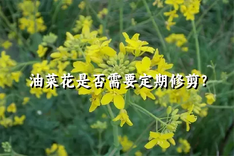 油菜花是否需要定期修剪？