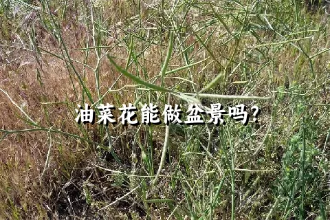 油菜花能做盆景吗？