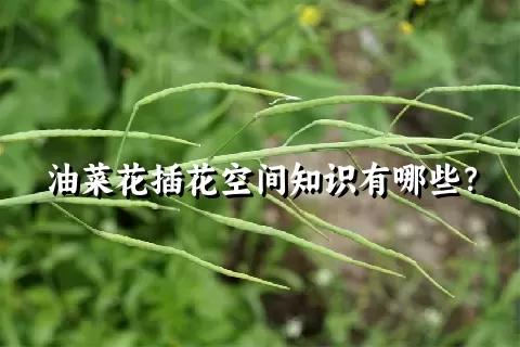 油菜花插花空间知识有哪些？