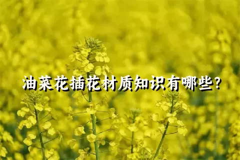 油菜花插花材质知识有哪些？