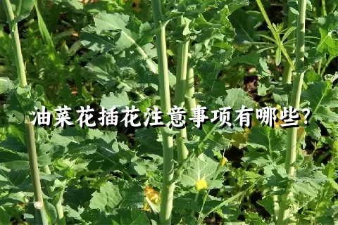 油菜花插花注意事项有哪些？