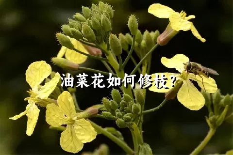 油菜花如何修枝？