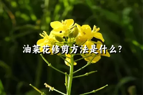 油菜花修剪方法是什么？