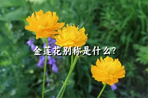 金莲花别称是什么？