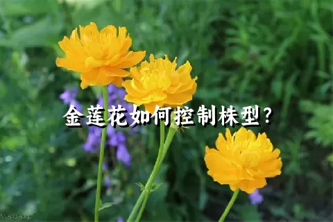 金莲花如何控制株型？