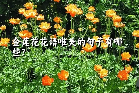 金莲花花语唯美的句子有哪些？
