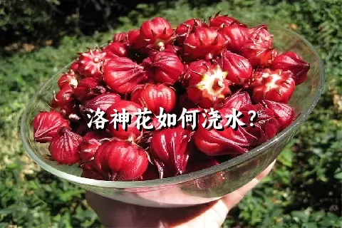 洛神花如何浇水？