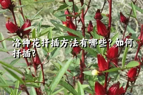 洛神花扦插方法有哪些？如何扦插？