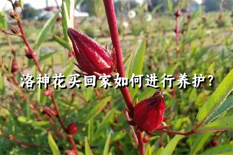 洛神花买回家如何进行养护？