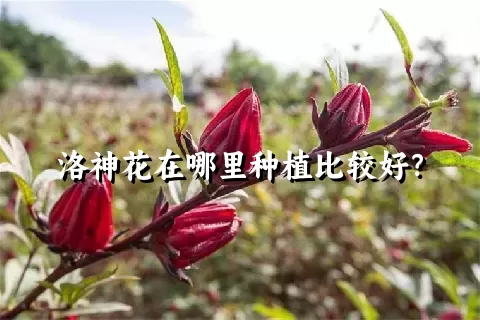 洛神花在哪里种植比较好？