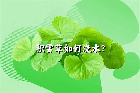 积雪草如何浇水？