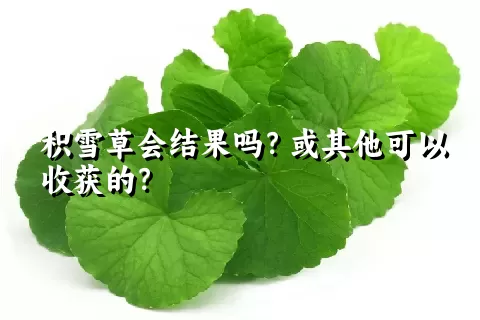 积雪草会结果吗？或其他可以收获的？