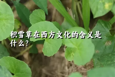 积雪草在西方文化的含义是什么？
