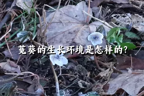 菟葵的生长环境是怎样的？