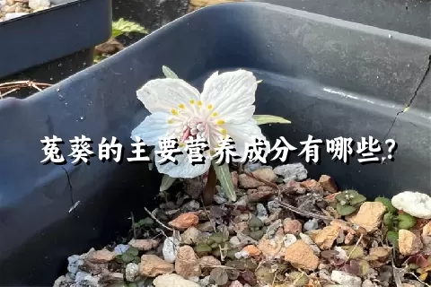 菟葵的主要营养成分有哪些？