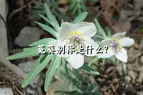菟葵别称是什么？
