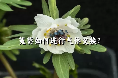 菟葵如何进行气体交换？