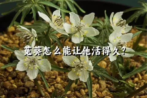 菟葵怎么能让他活得久？
