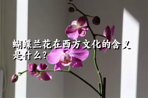 蝴蝶兰花在西方文化的含义是什么？