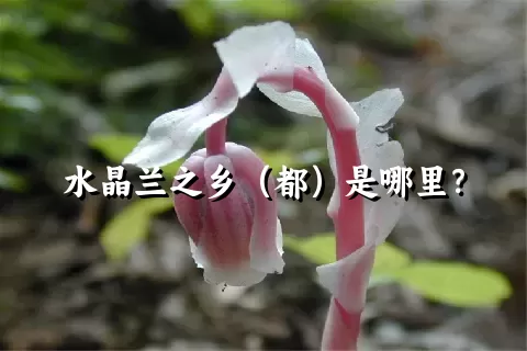 水晶兰之乡（都）是哪里？