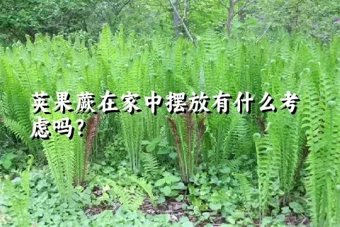 荚果蕨在家中摆放有什么考虑吗？