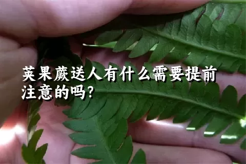 荚果蕨送人有什么需要提前注意的吗？