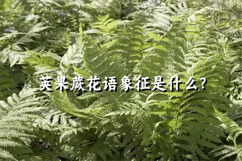 荚果蕨花语象征是什么？