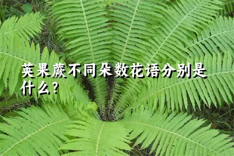 荚果蕨不同朵数花语分别是什么？