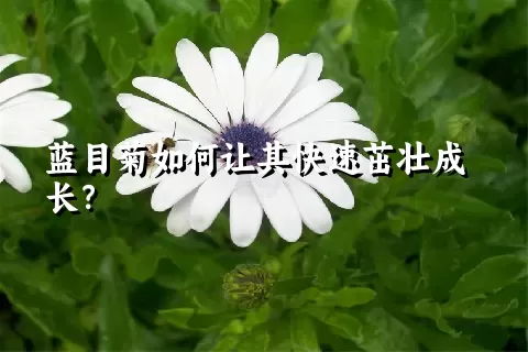 蓝目菊如何让其快速茁壮成长？