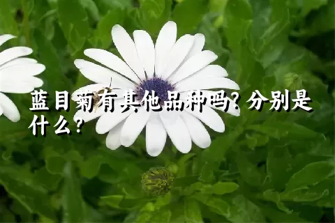蓝目菊有其他品种吗？分别是什么？