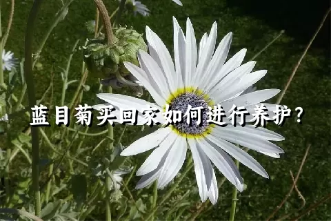 蓝目菊买回家如何进行养护？