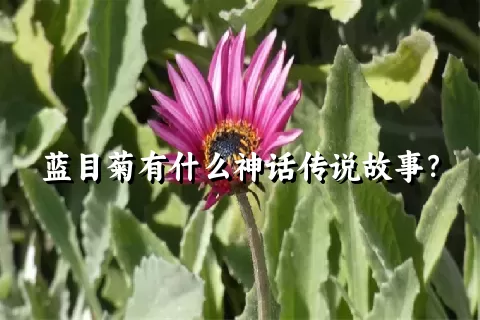 蓝目菊有什么神话传说故事？
