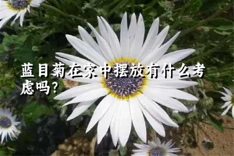 蓝目菊在家中摆放有什么考虑吗？