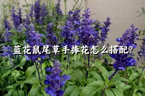 蓝花鼠尾草手捧花怎么搭配？
