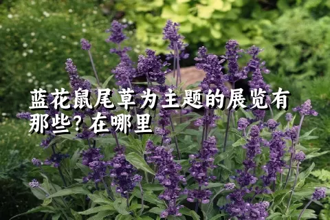 蓝花鼠尾草为主题的展览有那些？在哪里
