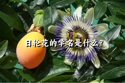 日轮花的学名是什么？