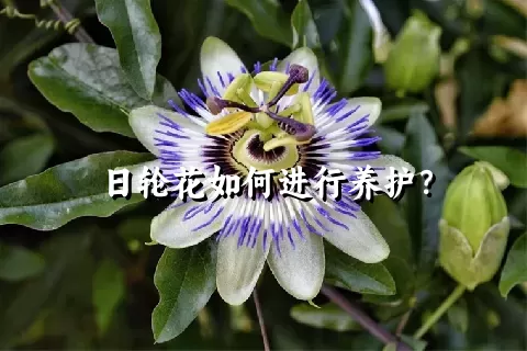 日轮花如何进行养护？