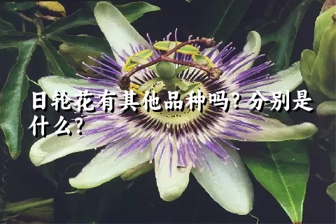 日轮花有其他品种吗？分别是什么？