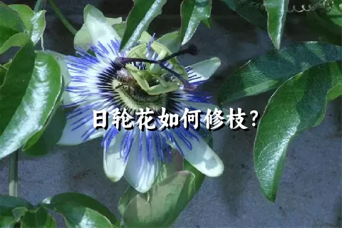 日轮花如何修枝？