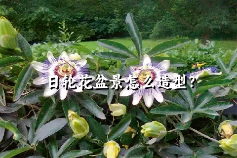 日轮花盆景怎么造型？