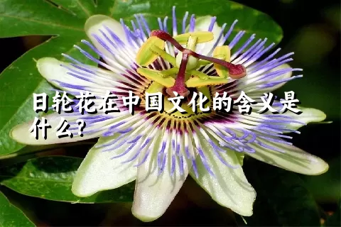 日轮花在中国文化的含义是什么？