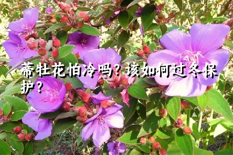 蒂牡花怕冷吗？该如何过冬保护？