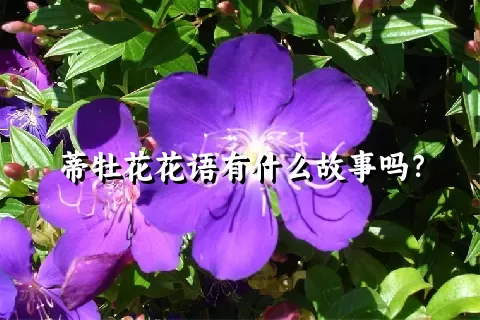 蒂牡花花语有什么故事吗？
