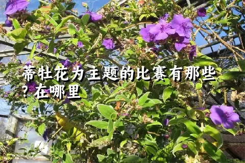 蒂牡花为主题的比赛有那些？在哪里