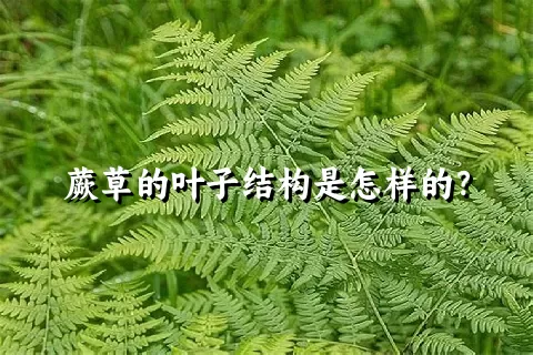 蕨草的叶子结构是怎样的？