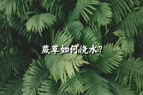 蕨草如何浇水？