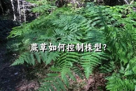 蕨草如何控制株型？