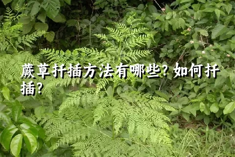 蕨草扦插方法有哪些？如何扦插？